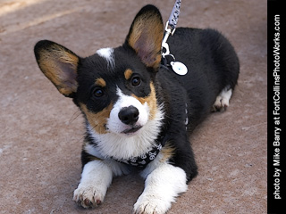 2019-09-28 - Tour de Corgi - Corgis