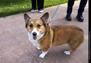 2019-09-28 Tour de Corgi (Pembroke Welsh Corgi)