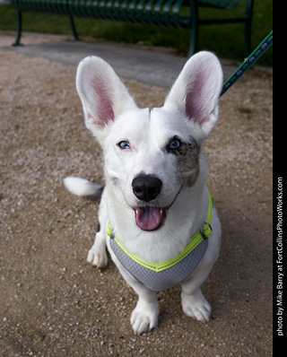 2019-09-28 Tour de Corgi (Cardigan Welsh Corgi)
