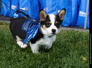 2019-09-28 Tour de Corgi (Little Blue Dragon)