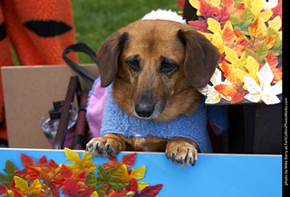 2019-09-28 Tour de Corgi (Eeyore)