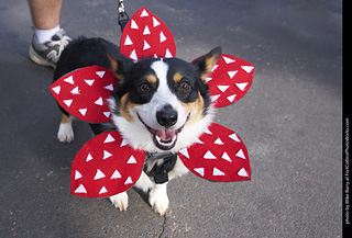 2019-09-28 Tour de Corgi (Demogorgon)