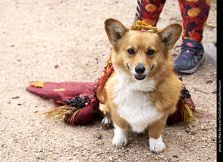 2019-09-28 Tour de Corgi (Harvest)