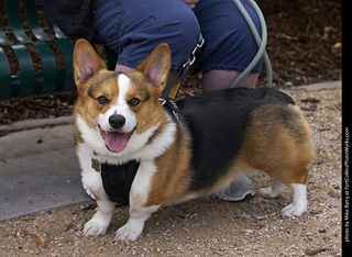2019-09-28 Tour de Corgi (Pittsburgh Steelers)
