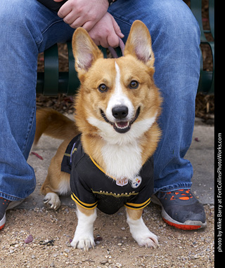 2019-09-28 Tour de Corgi (Pittsburgh Steelers)