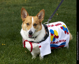 2019-09-28 Tour de Corgi (Wonder Bread)