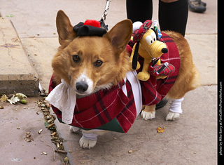 2019-09-28 Tour de Corgi (Scottish Corgi with Goofy)