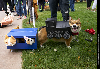 2019-09-28 Tour de Corgi (The Corgi Express)