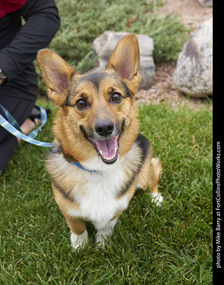 2019-09-28 Tour de Corgi (Pembroke Welsh Corgi)
