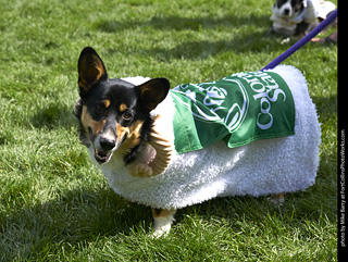 2019-09-28 Tour de Corgi (Cam the Ram)