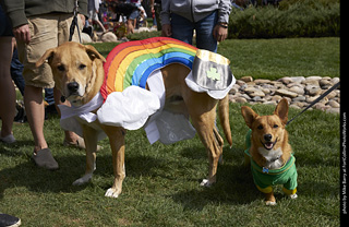 2019-09-28 Tour de Corgi (Leprechaun, rainbow and pot of gold)