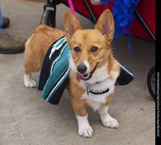2019-09-28 Tour de Corgi (Labyrinth)