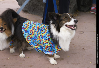 Tour de Corgi - Costume Contest