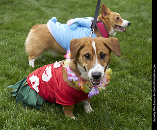 Tour de Corgi - Costume Contest