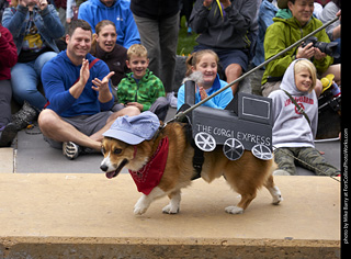 Tour de Corgi - Costume Contest - The Corgi Express