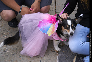 Tour de Corgi - Costume Contest