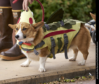 Tour de Corgi - Costume Contest - Trout
