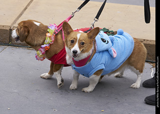 Tour de Corgi - Costume Contest