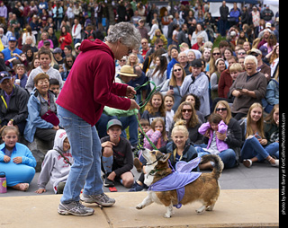 Tour de Corgi - Costume Contest - Fairy