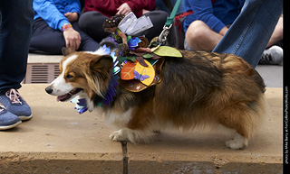 Tour de Corgi - Costume Contest - Fairy