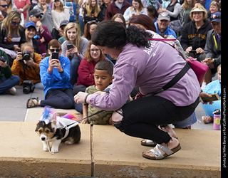 Tour de Corgi - Costume Contest - Unicorn