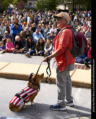 Tour de Corgi - Costume Contest - Pirate