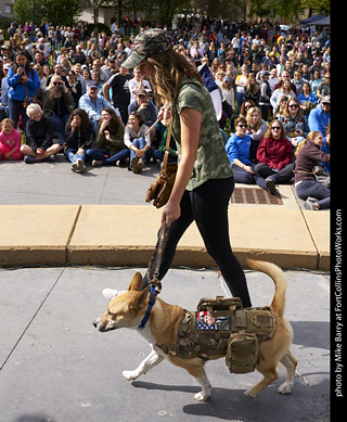 Tour de Corgi - Costume Contest