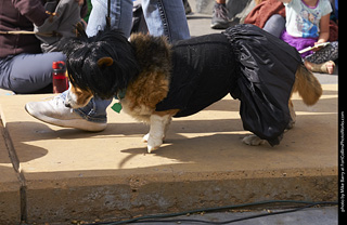 Tour de Corgi - Costume Contest - Korgdashians