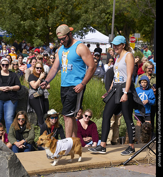 Tour de Corgi - Costume Contest - Pumping Iron