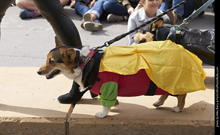 Tour de Corgi - Costume Contest - Robin