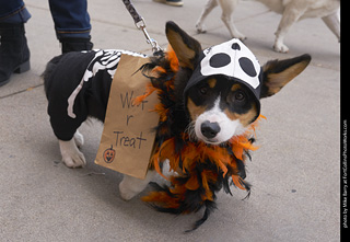 Tour de Corgi - Tour #1