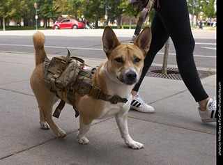 Tour de Corgi - Tour #1