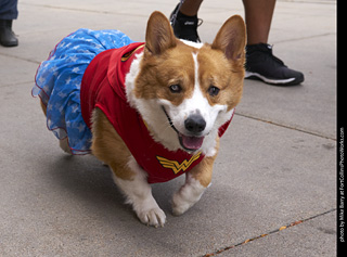 Tour de Corgi - Tour #1