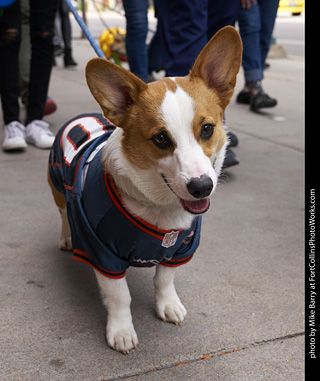 Tour de Corgi - Tour #1