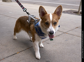Tour de Corgi - Tour #1