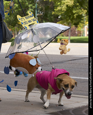 Tour de Corgi - Tour #1