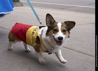 Tour de Corgi - Tour #1