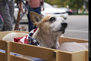 Tour de Corgi - Tour #1
