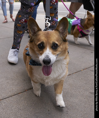 Tour de Corgi - Tour #1