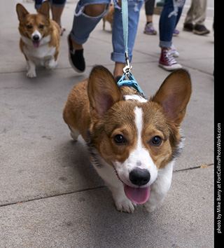 Tour de Corgi - Tour #1