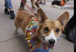 Tour de Corgi - Tour #1
