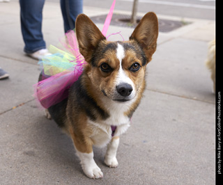 Tour de Corgi - Tour #1