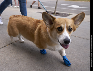 Tour de Corgi - Tour #1