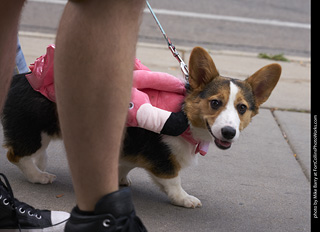 Tour de Corgi - Tour #1