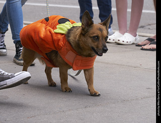 Tour de Corgi - Tour #1