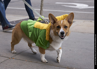 Tour de Corgi - Tour #1