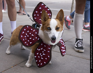 Tour de Corgi - Tour #1