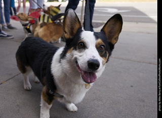 Tour de Corgi - Tour #1
