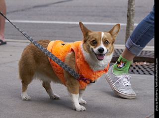 Tour de Corgi - Tour #1