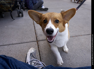 Tour de Corgi - Tour #1